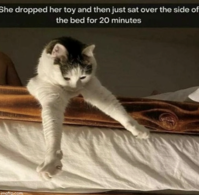 She dropped her toy and then just sat over the side of the bed for 20 minutes imgflip.com