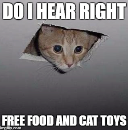 DO I HEAR RIGHT FREE FOOD AND CAT TOYS imgflip.com