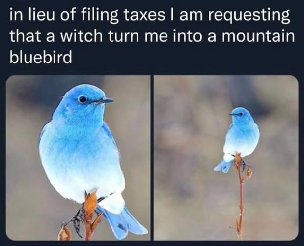 in lieu of filing taxes I am requesting that a witch turn me into a mountain bluebird