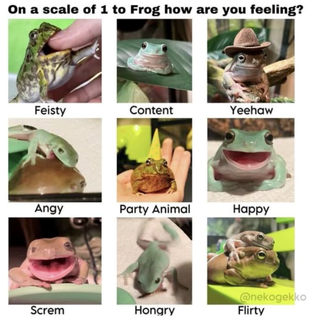 On a scale of 1 to Frog how are you feeling? Feisty Content Yeehaw Angy Party Animal Happy @nekogekko Screm Hongry Flirty