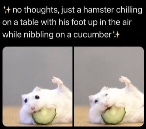 no thoughts, just a hamster chilling on a table with his foot up in the air while nibbling on a cucumber*+