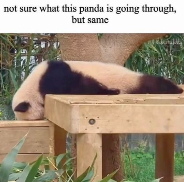 not sure what this panda is going through, but same