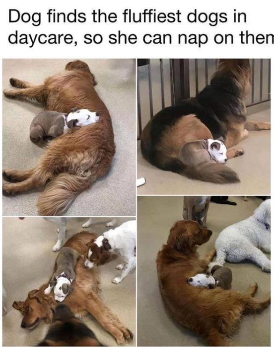 Dog finds the fluffiest dogs in daycare, so she can nap on then