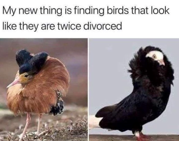 My new thing is finding birds that look like they are twice divorced