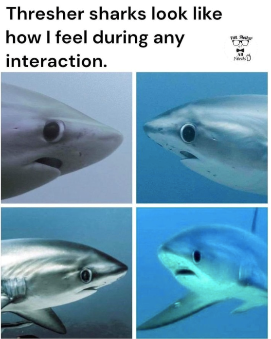 Thresher sharks look like how I feel during any interaction. THE Mother Nerds