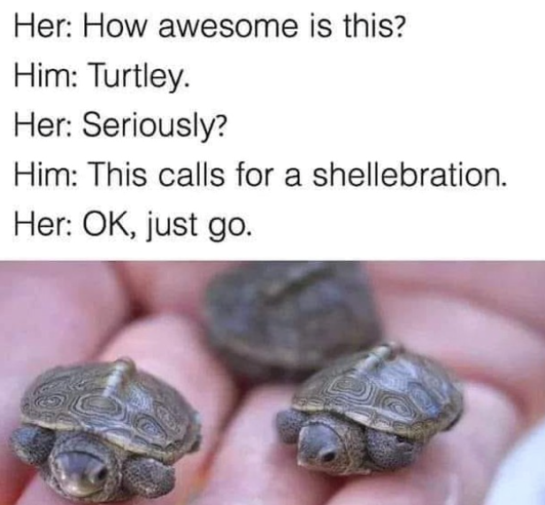 Her: How awesome is this? Him: Turtley. Her: Seriously? Him: This calls for a shellebration. Her: OK, just go.