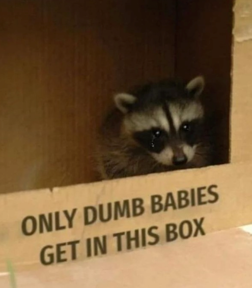ONLY DUMB BABIES GET IN THIS BOX