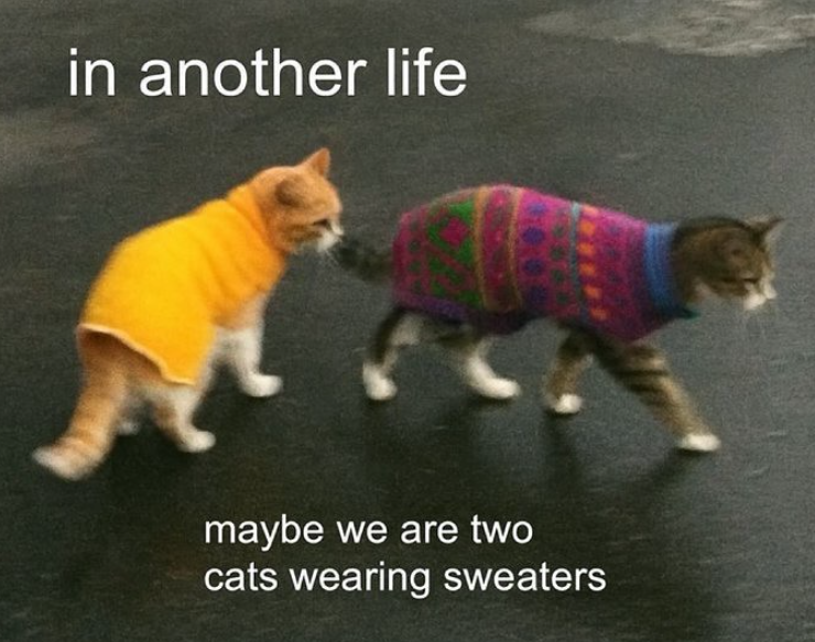 in another life maybe we are two cats wearing sweaters
