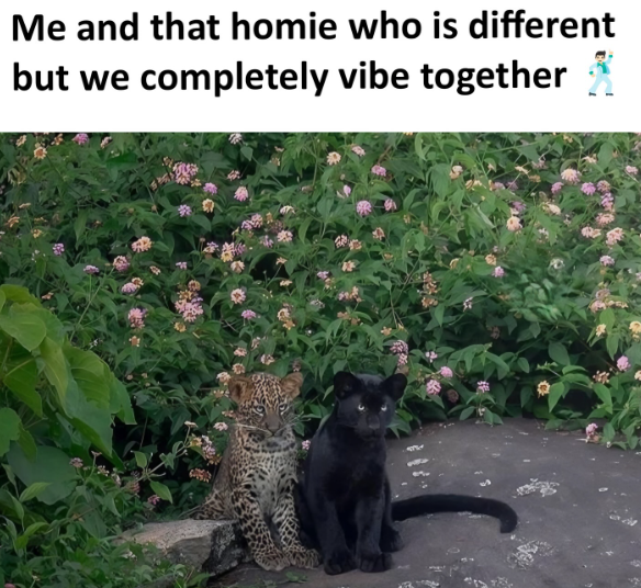 Me and that homie who is different but we completely vibe together