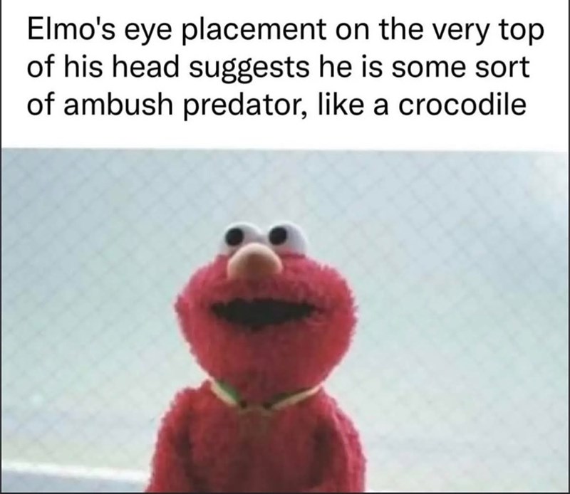 Elmo's eye placement on the very top of his head suggests he is some sort of ambush predator, like a crocodile