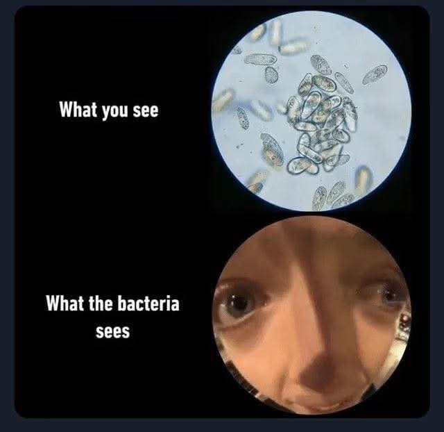 What you see What the bacteria sees
