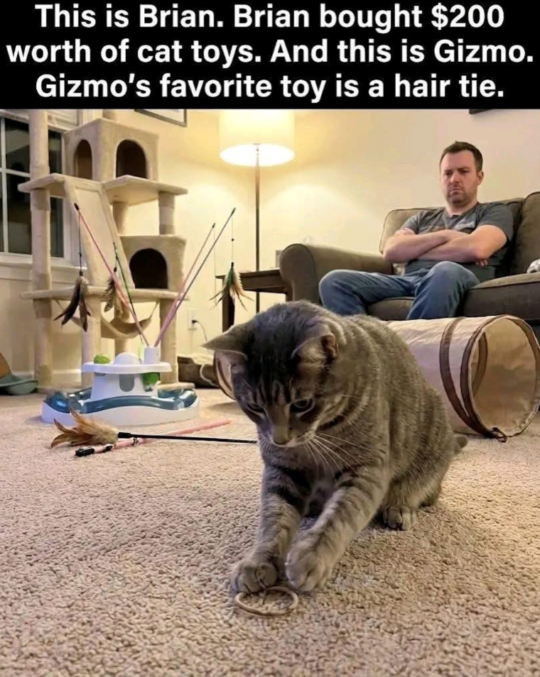 This is Brian. Brian bought $200 worth of cat toys. And this is Gizmo. Gizmo's favorite toy is a hair tie.