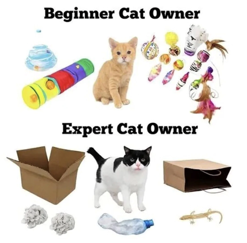 Beginner Cat Owner Expert Cat Owner