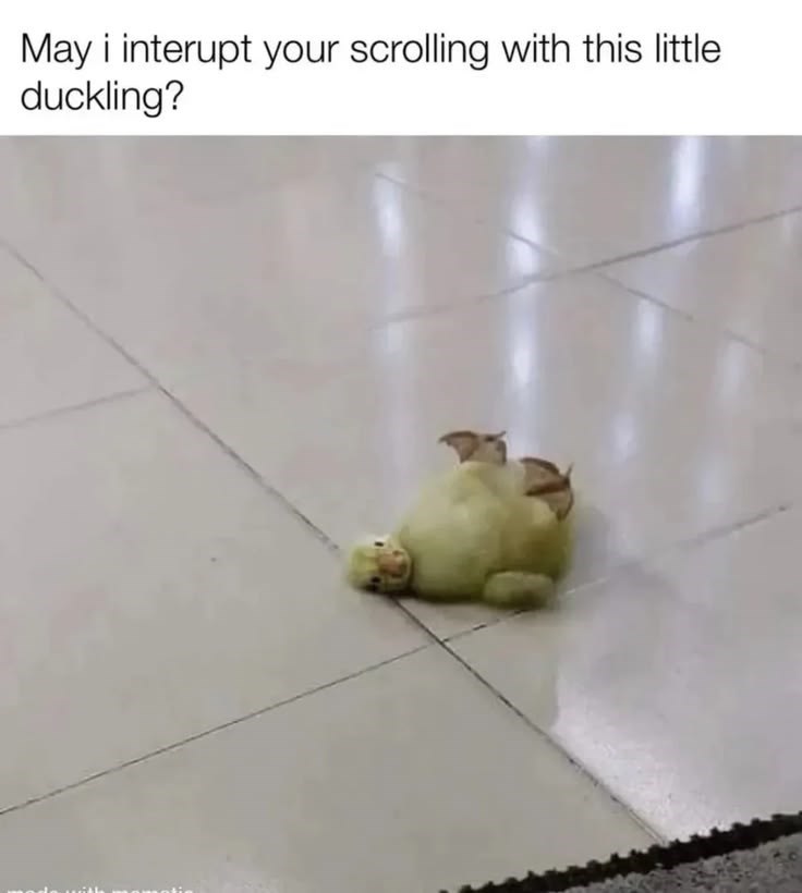May i interupt your scrolling with this little duckling?