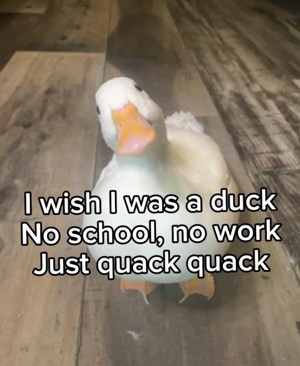 I wish I was a duck No school, no work Just quack quack