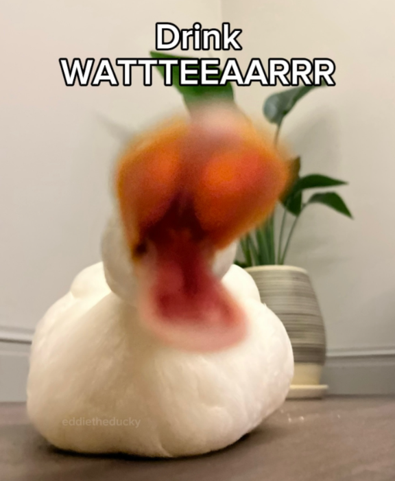Drink WATTTEEAARRR eddietheducky