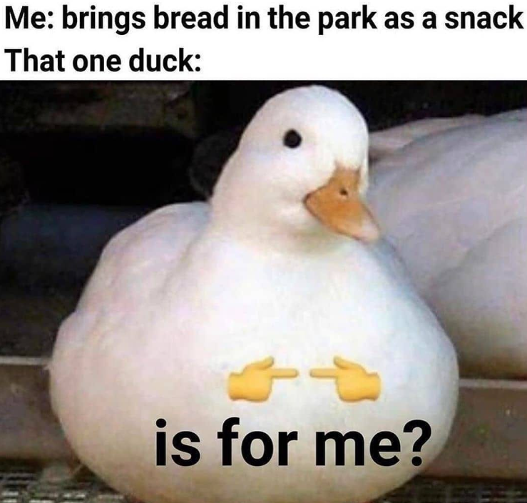 Me: brings bread in the park as a snack That one duck: 4t is for me?