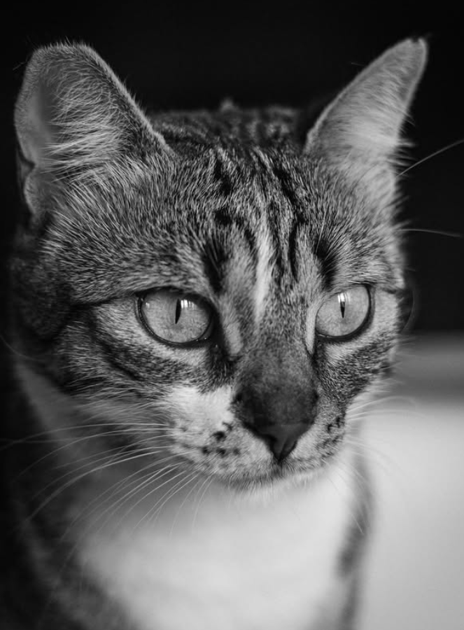 Cheezburger Image 10626821888