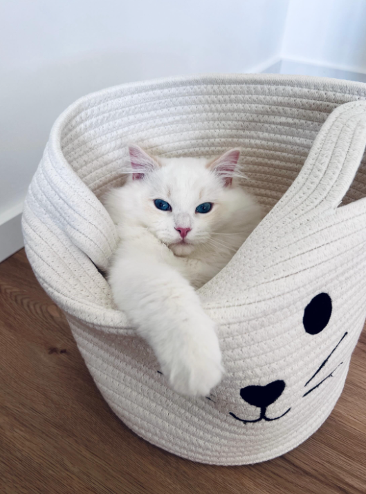 Cheezburger Image 10626822144