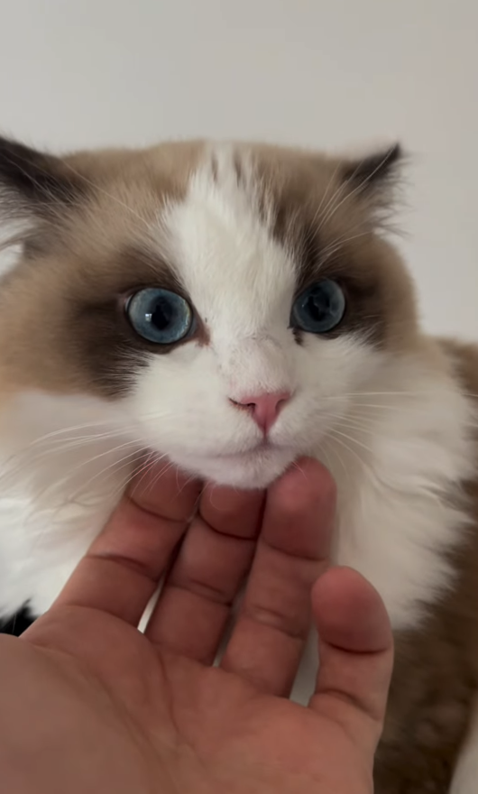 Cheezburger Image 10626822400