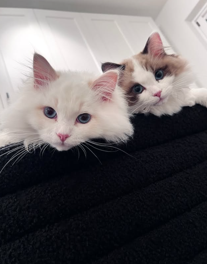 Cheezburger Image 10626822912