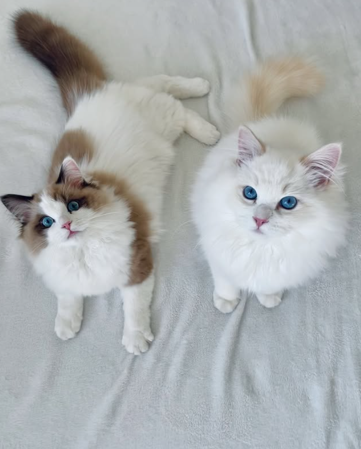 Cheezburger Image 10626823168