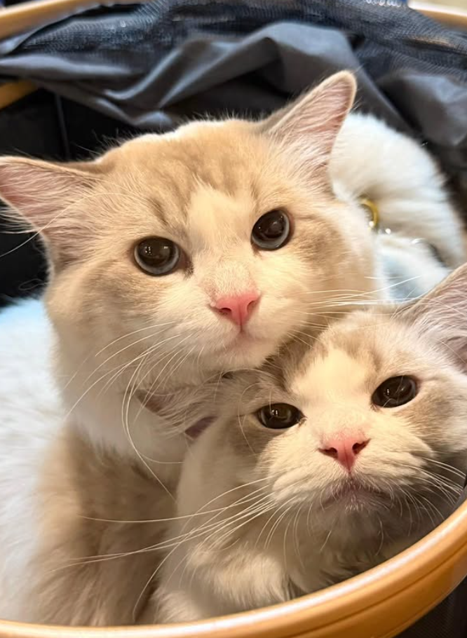 Cheezburger Image 10626823424