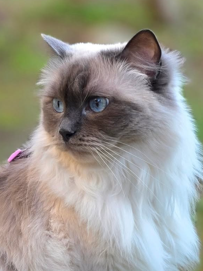 Cheezburger Image 10626823680