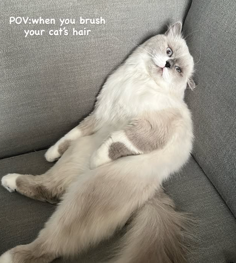 POV when you brush your cat's hair