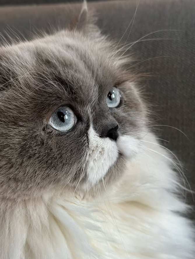 Cheezburger Image 10626824448