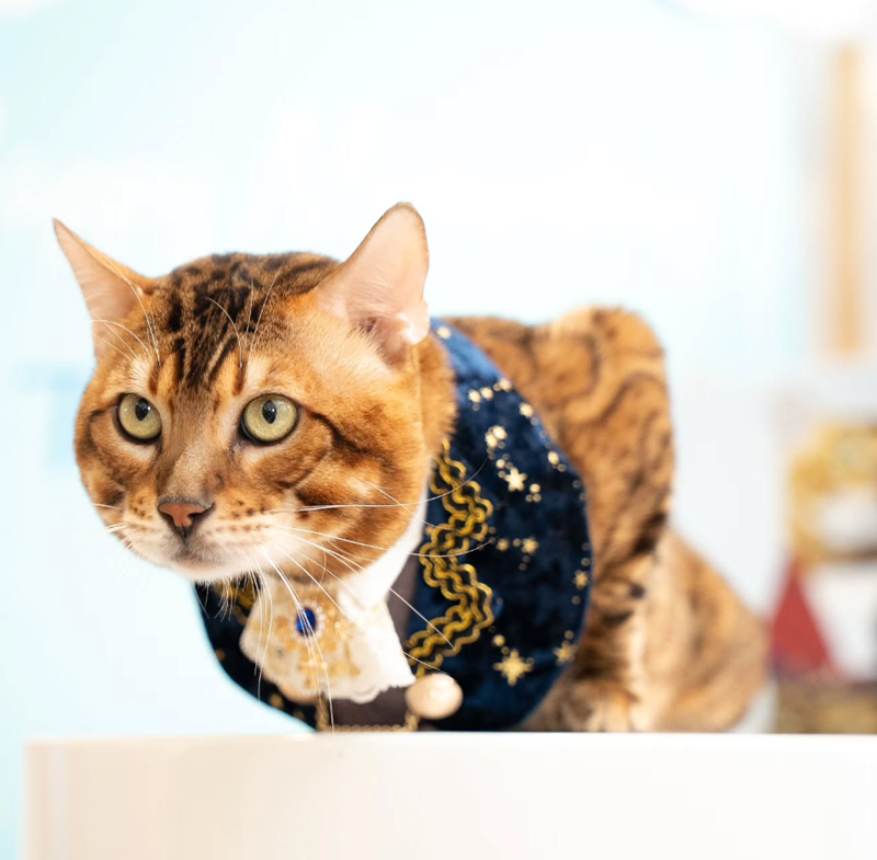 Cheezburger Image 10626824704