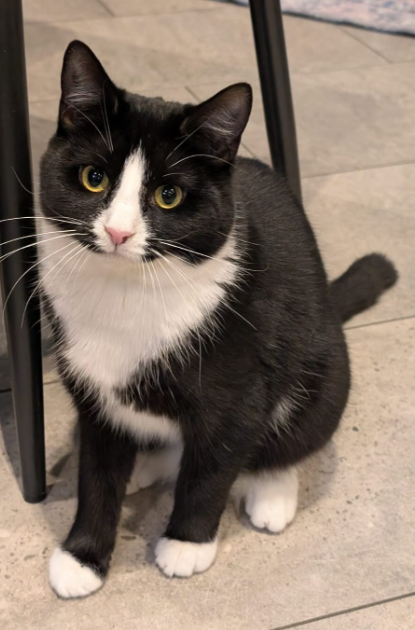 Cheezburger Image 10626825216