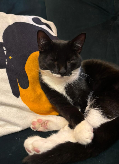 Cheezburger Image 10626825472