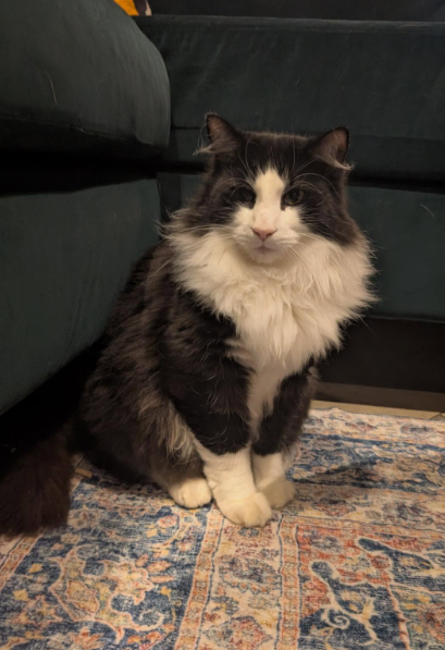 Cheezburger Image 10626825728