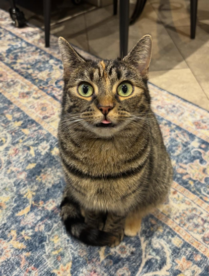 Cheezburger Image 10626825984