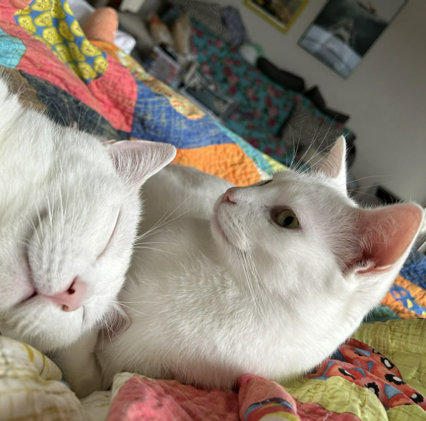 Cheezburger Image 10626826496