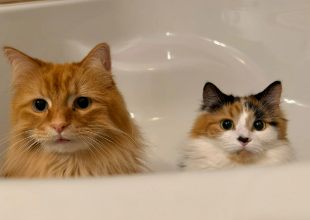 Cheezburger Image 10626826752