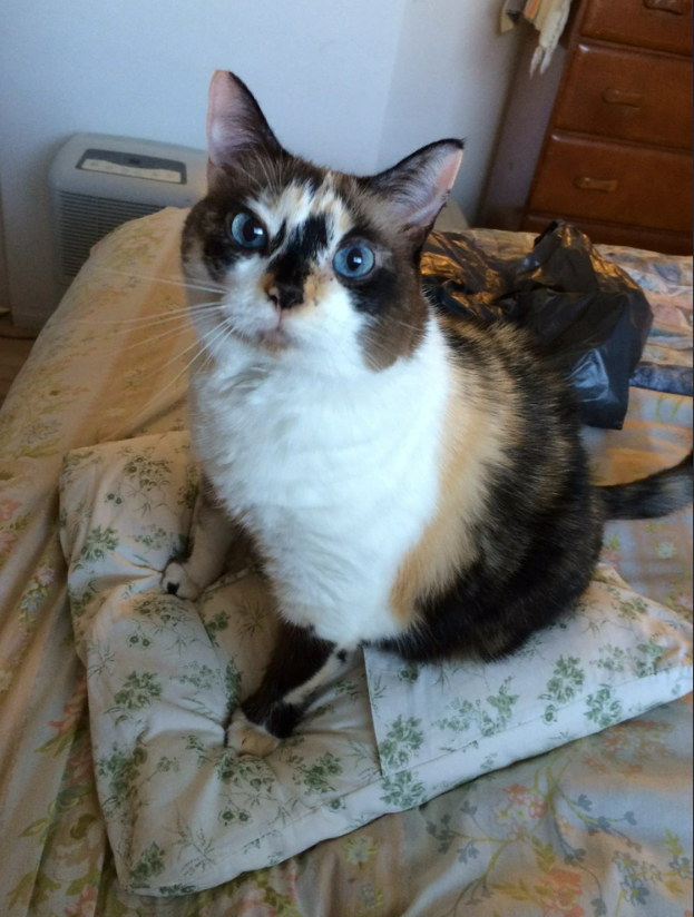 Cheezburger Image 10626827008