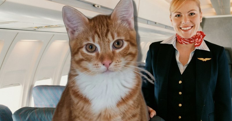Orange and white cat looks at a smiling flight attendant.