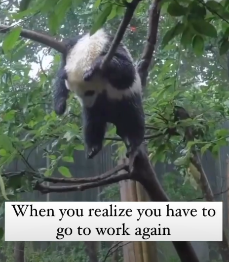 When you realize you have to go to work again