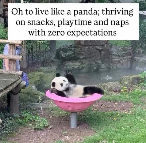Oh to live like a panda; thriving on snacks, playtime and naps with zero expectations