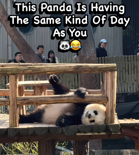 This Panda Is Having The Same Kind Of Day As You