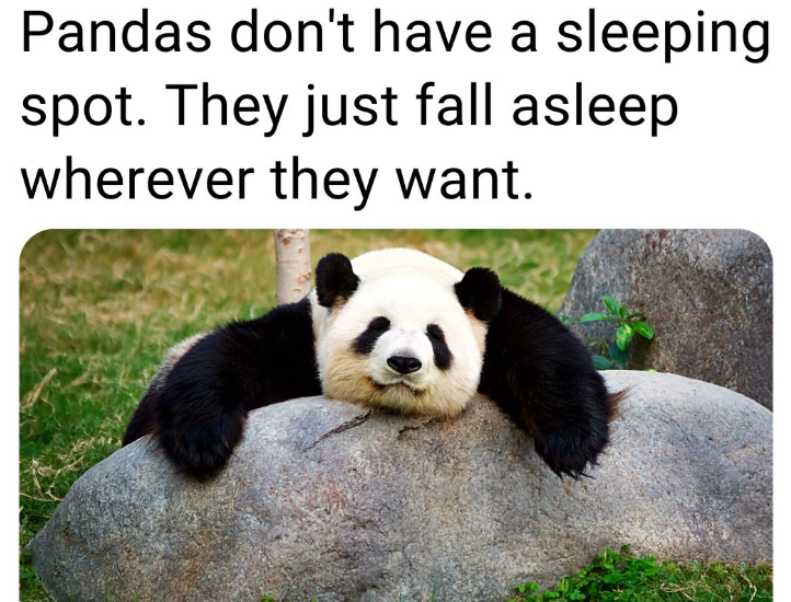 Pandas don't have a sleeping spot. They just fall asleep wherever they want.