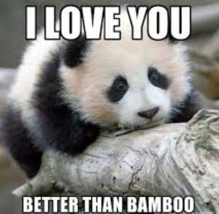 I LOVE YOU BETTER THAN BAMBOO