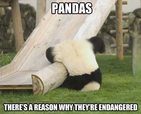 PANDAS THERE'S A REASON WHY THEY'RE ENDANGERED