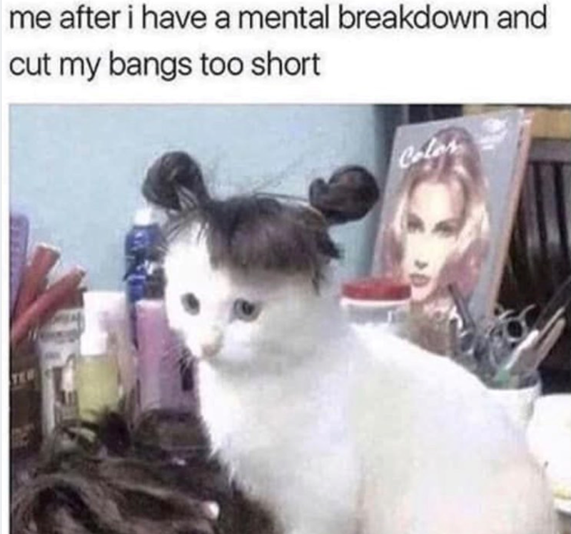 me after i have a mental breakdown and cut my bangs too short Color