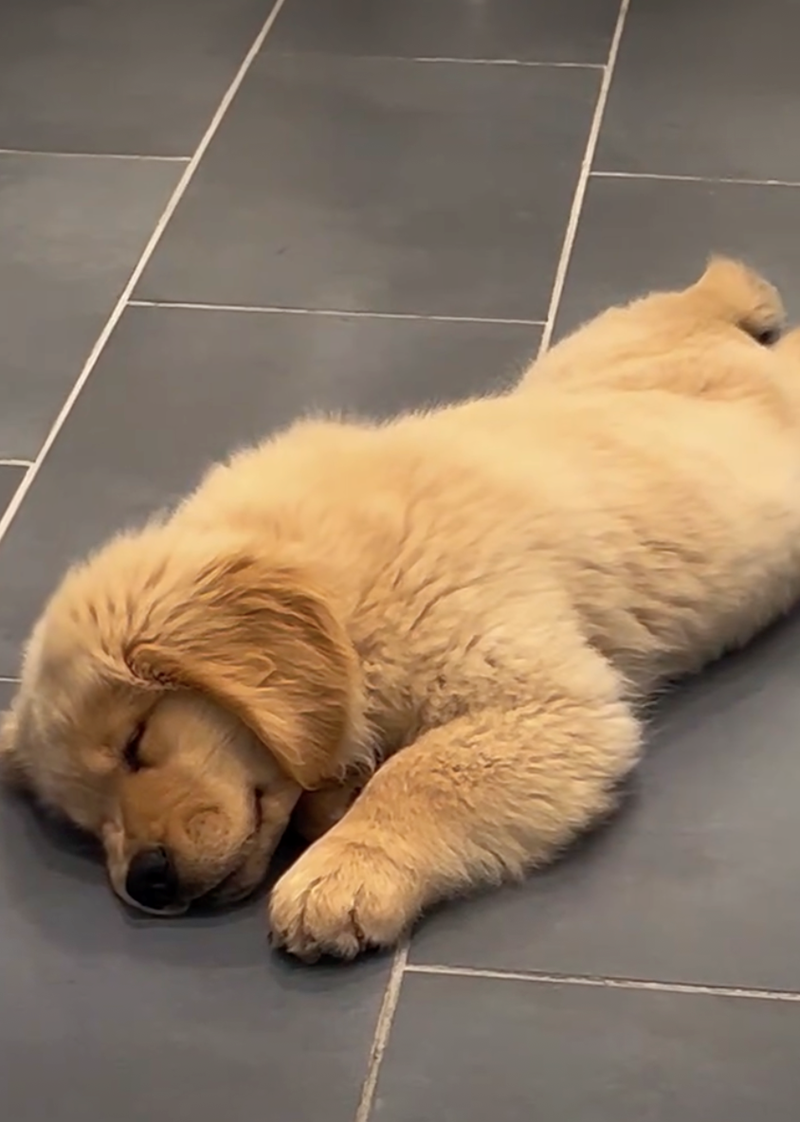 Cheezburger Image 10626921728