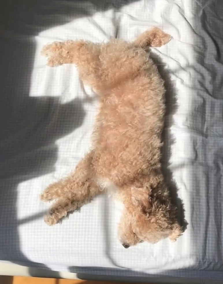 Cheezburger Image 10626921984