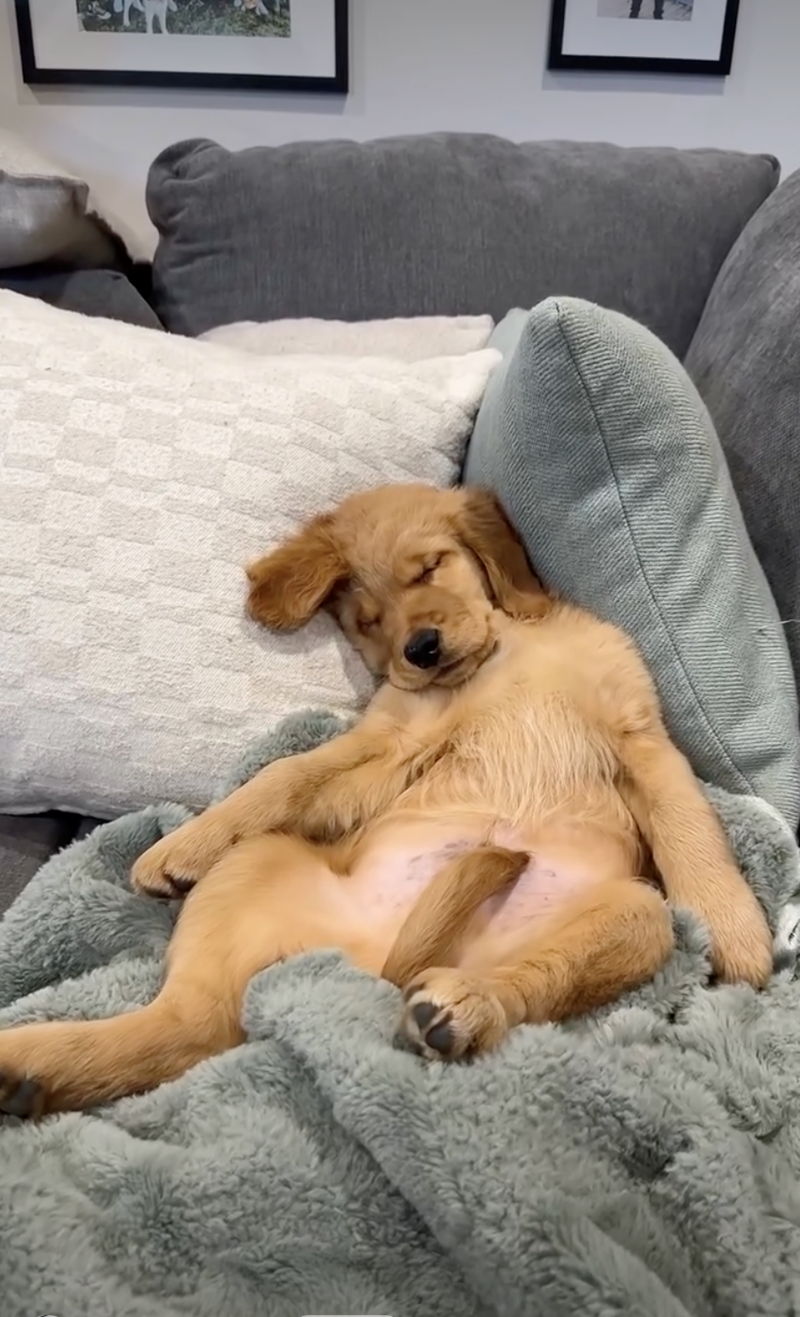 Cheezburger Image 10626922240