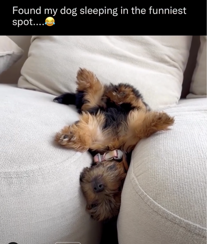 Found my dog sleeping in the funniest spot....